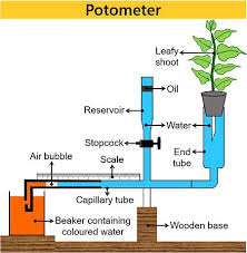 What Is Potometer Experiment Aim