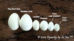 Small Egg Comparison Chart Pysanky By Sojeo The Ring Neck