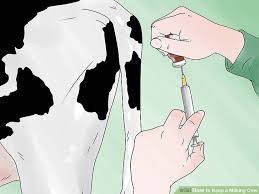 How To Keep A Milking Cow 8 Steps With Pictures Wikihow