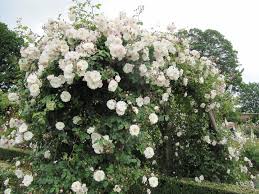 Rose Garden Ideas How To Plant