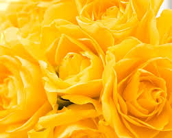 yellow roses rose flowers yellow