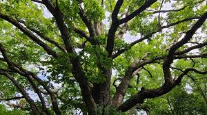 white oak tree a complete guide to
