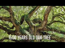 old angel oak tree in south carolina