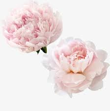 Please note the white linen background shown on the preview picture is just for presentation. Beautiful Pink Peony Flowers White Peony Flowers Small Fresh Png Transparent Clipart Image And Psd File For Free Download Photoshop Flowers Flower Png Images Pink Watercolor Flower