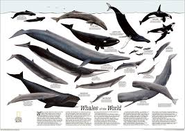 Whale Chart National Geographic Maps World Map Poster