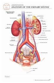 Body Scientific International Post It Anatomy Of Urinary