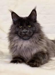Maybe you would like to learn more about one of these? Monster Mainecoons Home Facebook