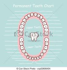 Permanent Tooth Chart Record