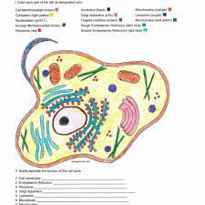 Plant cell coloring (key) by. Plant Cell Coloring Key 5 1024x1024 With Plant Cell Coloring Key Animal Cells Worksheet Cells Worksheet Plant And Animal Cells