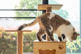 best cat trees of 2024 expert picked