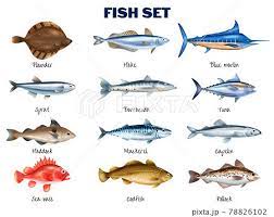 sea fish set stock ilration