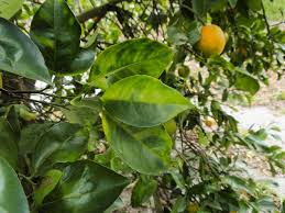 citrus trees for a deadly disease
