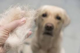 Some illnesses cause hair loss by weakening the structure of the hair due to chemical and hormonal changes in the dog, while others may be triggered by a deformation or infection of the follicle itself. Hair Loss Severe Hair Loss Bald Spots Signs Of Serious Health Issues