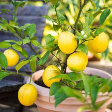 Yellow Fruit Small Meyer Lemon Tree