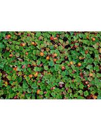 creeping raspberry emerald carpet