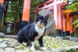 Inside Japan S Obsession With Cats