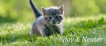 Some organizations provide financial assistance to help with vet bills, including spaying or neutering your cat. Spay Neuter The Humane Society Of Harford County