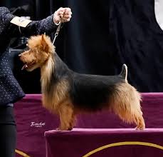 The history of the docked tail. Arista Australian Terriers