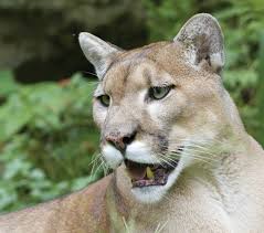 Florida department of state phone: Florida Panther Update Fort Myers Florida Weekly