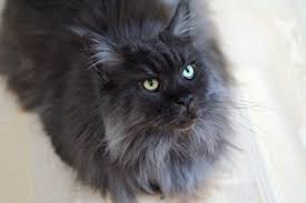 do solid black maine cats exist