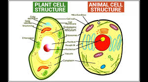 Difference Between Plant And Animal Cell In Hindi Urdu Youtube