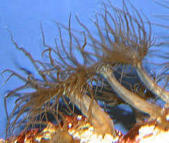 Aiptasia Pests Getting Rid Of Glass Anemones