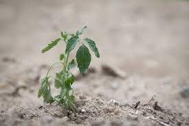 This weakens plants making them moresusceptible to diseases and may stunt them permanently. 9 Reasons For Wilting Tomato Plants How To Fix It Tomato Bible