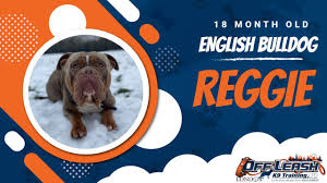 best english bulldog dog training
