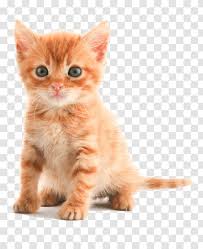 You'll find pictures of cats and kittens. Kitten Tabby Cat Puppy Dog Pet Shop Transparent Png