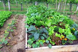 How To Plan A Vegetable Garden