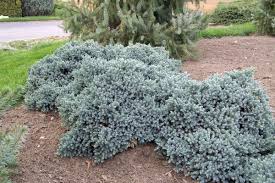 juniperus squamata blue star