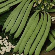 Dwarf French Bean Maxi Seeds D T Brown Vegetable Seeds gambar png