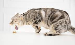 why do cats vomit pawshake