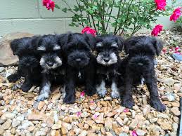 My goal is to provide quality pets to good homes at fair prices. Midnight Schnauzers Arkansas Miniature Schnauzer Breeder Akc Miniature Schnauzer Puppies For Sale