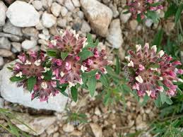 Anthyllis vulneraria subsp. versicolor (Dalla Torre & Sarnth ...