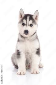 art print siberian husky puppy sitting