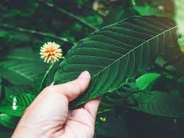 Is kratom safe? Risks and effects