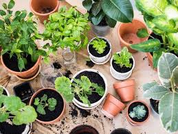 Cara membuat kebun organik mini di rumah anda. Berkebun Jadi Pilihan Ketika Arahan Duduk Di Rumah