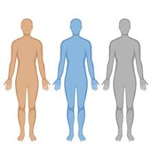 Human Body Outline Drawing Vector Images Over 1 900