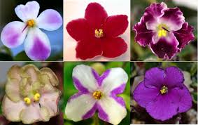 We compiled 62 purple flowers and their care instructions. African Violet Single Flower Type Baby Violets African Violets