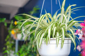 How To Hang Plants Without Drilling