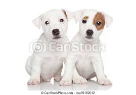 Browse 3,053 jack russell puppy stock photos and images available, or search for puppy running to find more great stock photos and pictures. Jack Russell Puppies Sitting On White Background Canstock