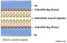 hidrofilik-ve-hidrofobik-nedir-örnek-veriniz