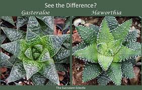 Giving a succulent plant a scientific name, in other words correctly identifying a succulent plant, is far from simple. Identifying Types Of Succulents With Pictures The Succulent Eclectic