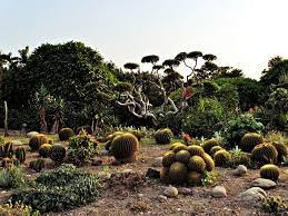 Cactus Garden Chandigarh Timings
