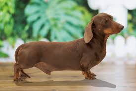 aashudna miniature dachshunds