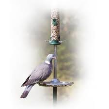 How To Keep Pigeons Away From Bird Feeders