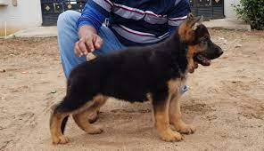 best quality german shepherd puppies