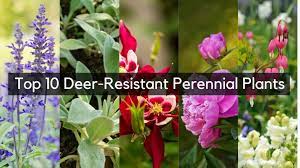 Deer Resistant Perennial Plants