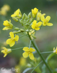 The Benefits Of Growing Mustard